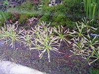 Drosera Capensis Alba (fam Droseracees) (Afrique du Sud) (01) (Photo F. Mrugala)
